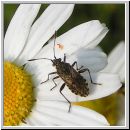 Stictopleurus crassicornis - Glasfluegelwanze 01.jpg